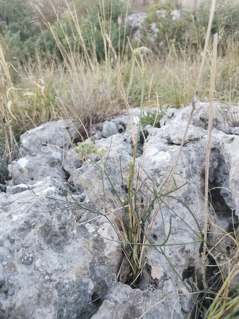 Cyathoselinum Tomentosum