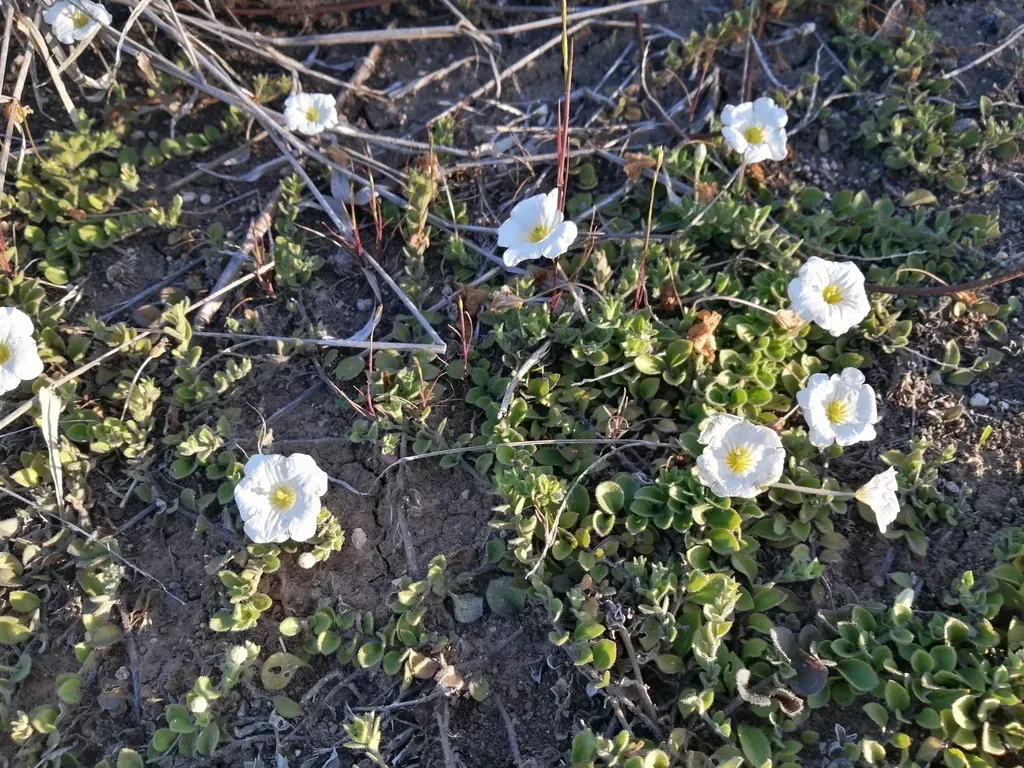 Nierembergia Calycina