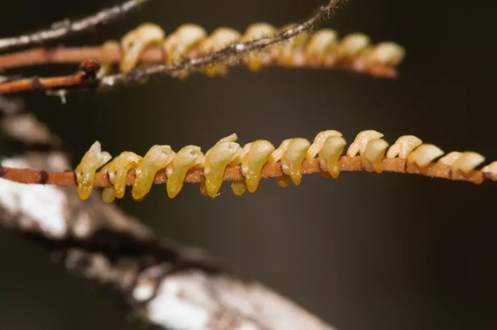Campylocentrum Fasciola