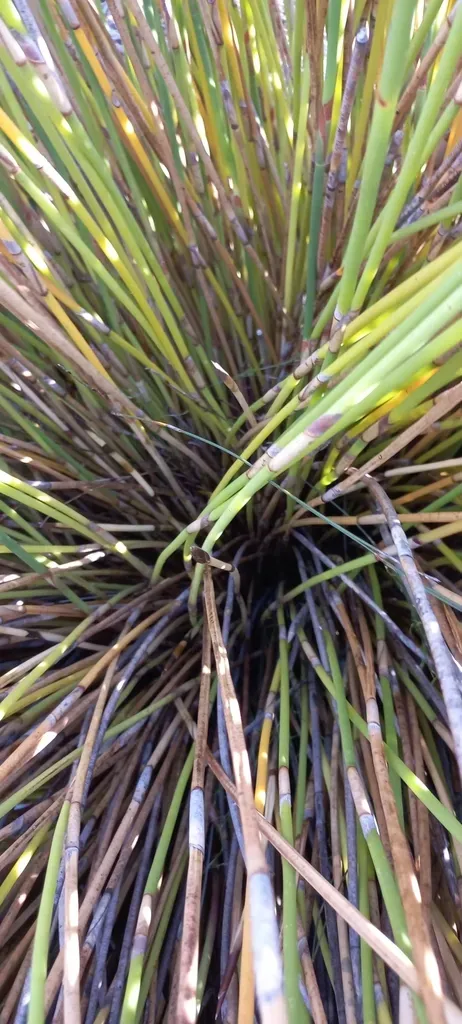 Resprouting Arrowreed