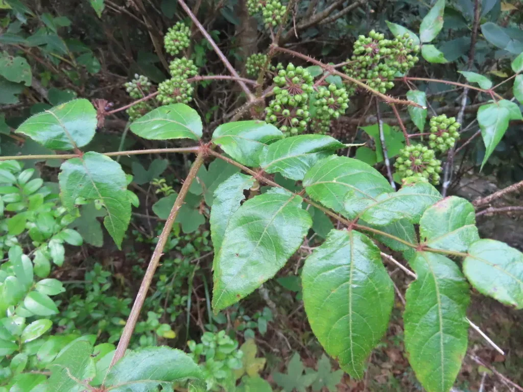 Aralia Finlaysoniana