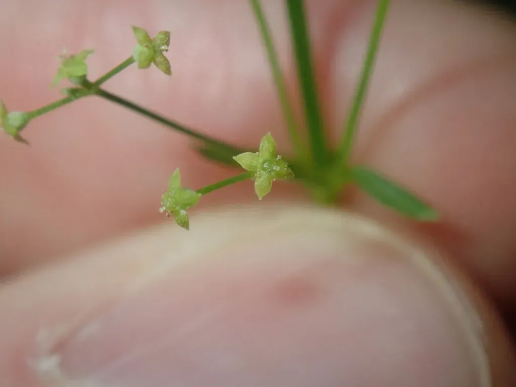 Galium Leiocarpum