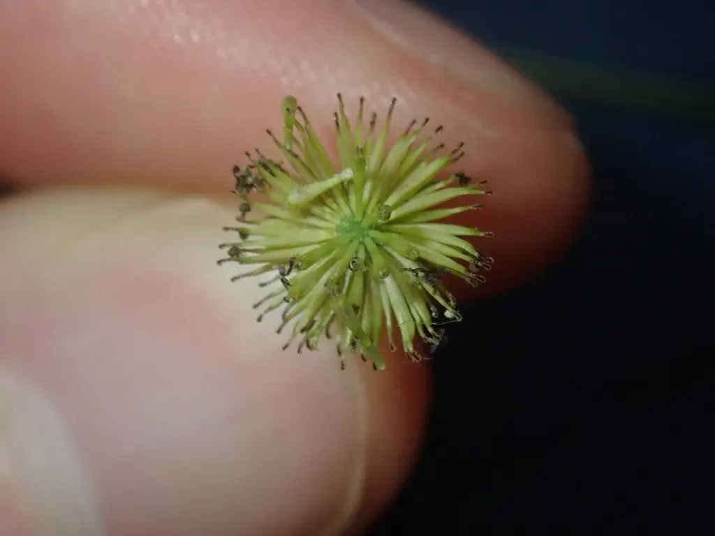 Slender Bottle-daisy