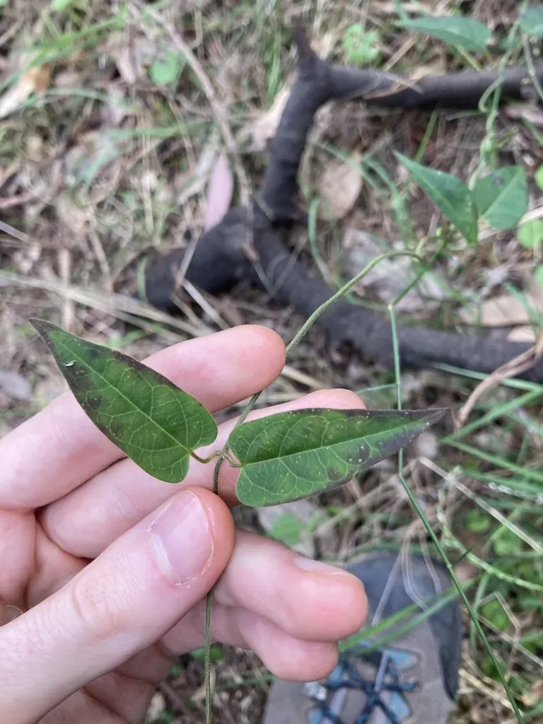 Vincetoxicum Woollsii