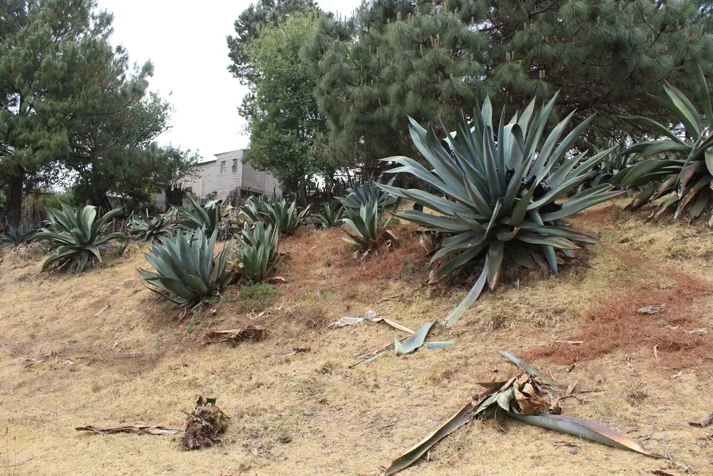 Mapisaga Agave