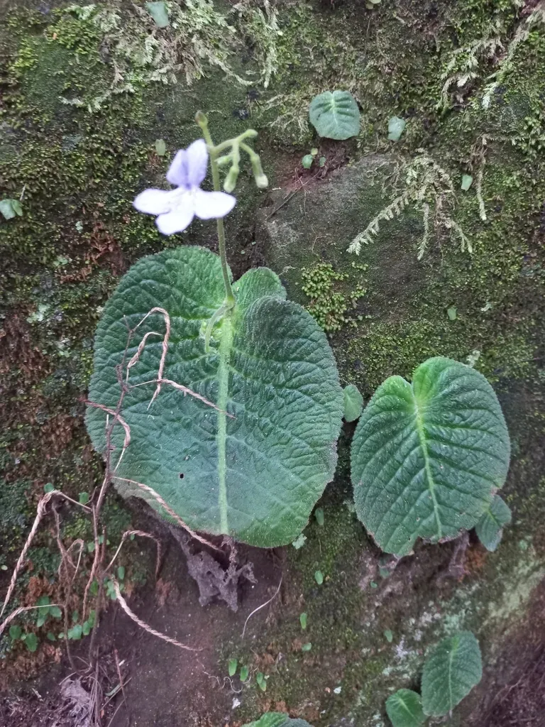 Streptocarpus Haygarthii