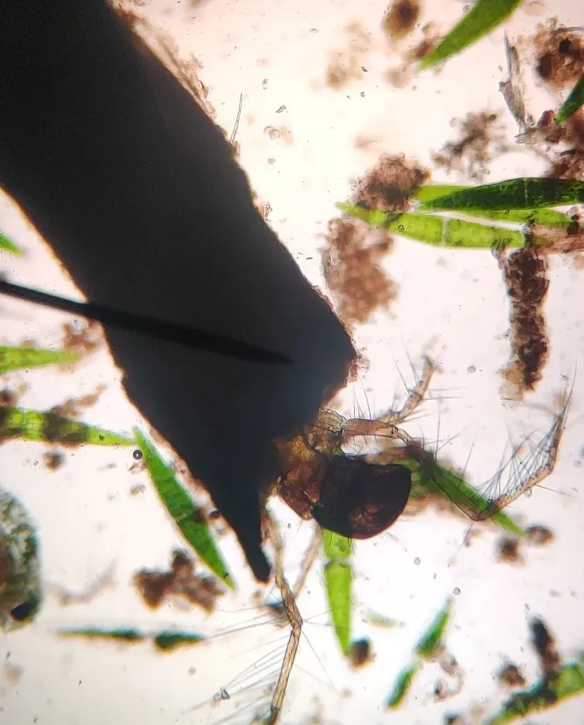 Closterium Moniliferum