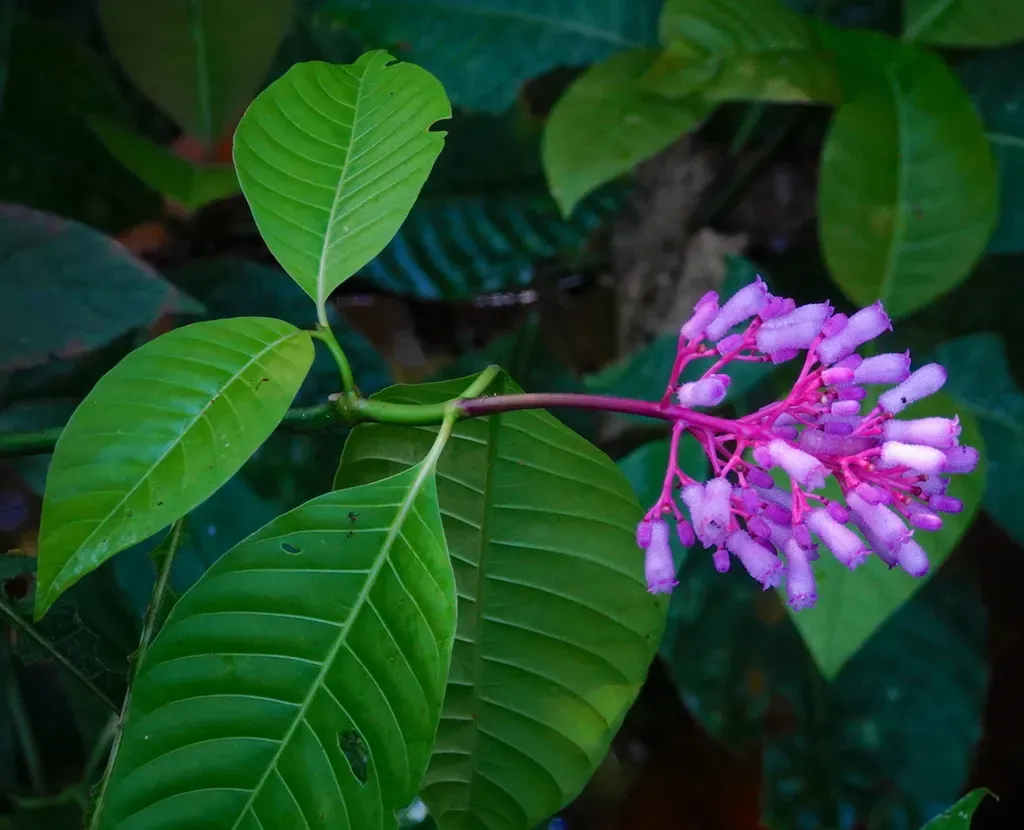 Palicourea Lasiantha