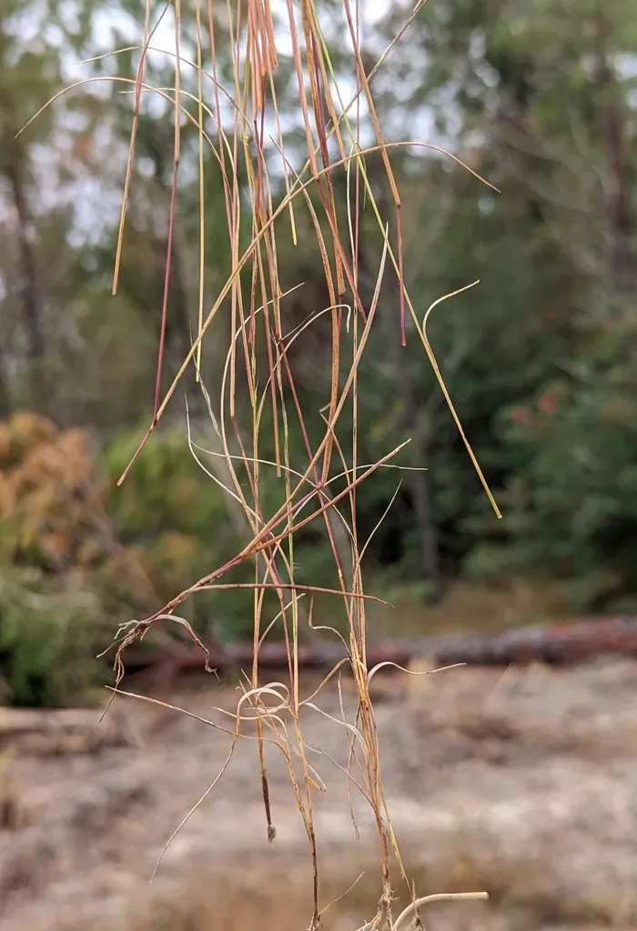 Slim-spike Three-awn Grass