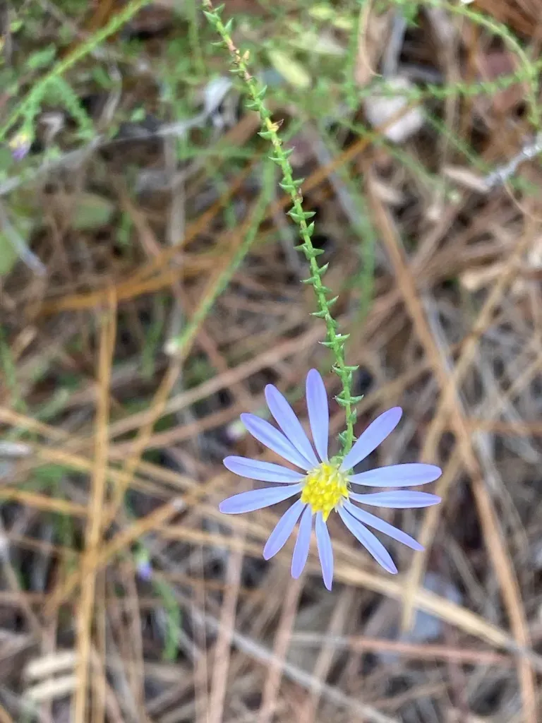 Walter's Aster