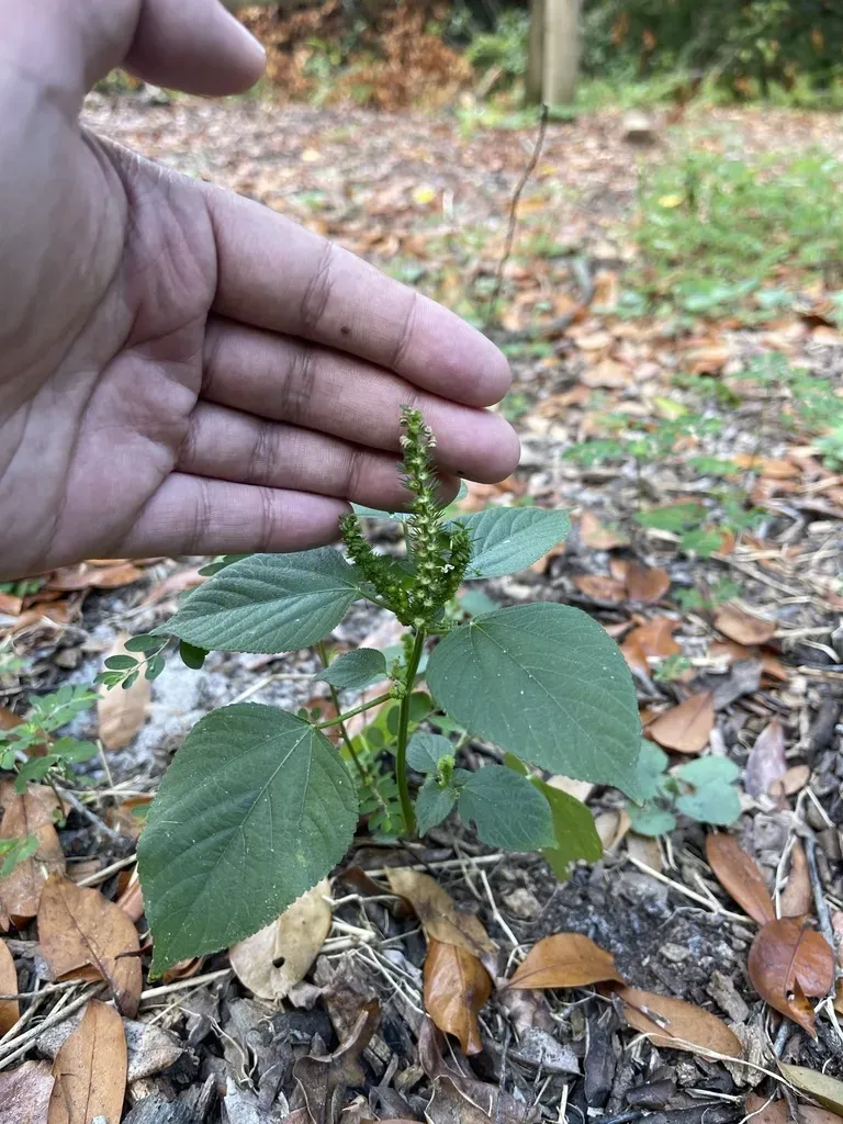 Cuban Copperleaf
