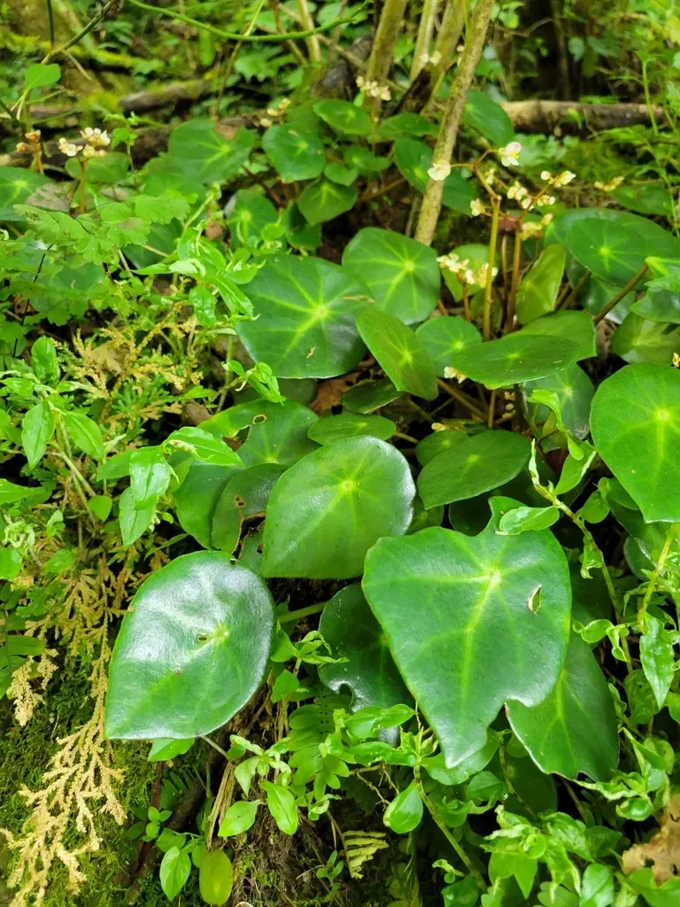 Begonia Conchifolia