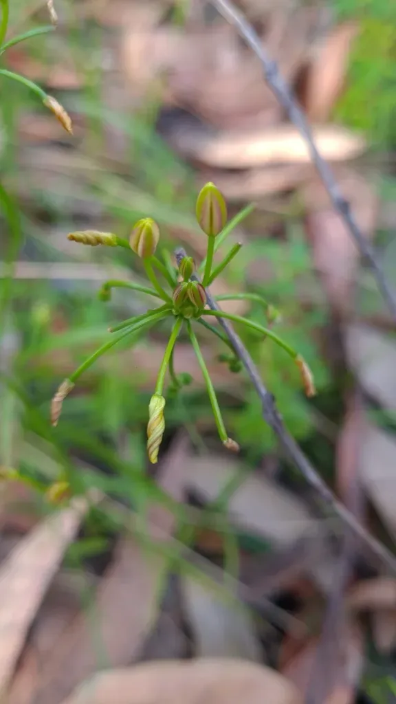 Yellow Rush Lily