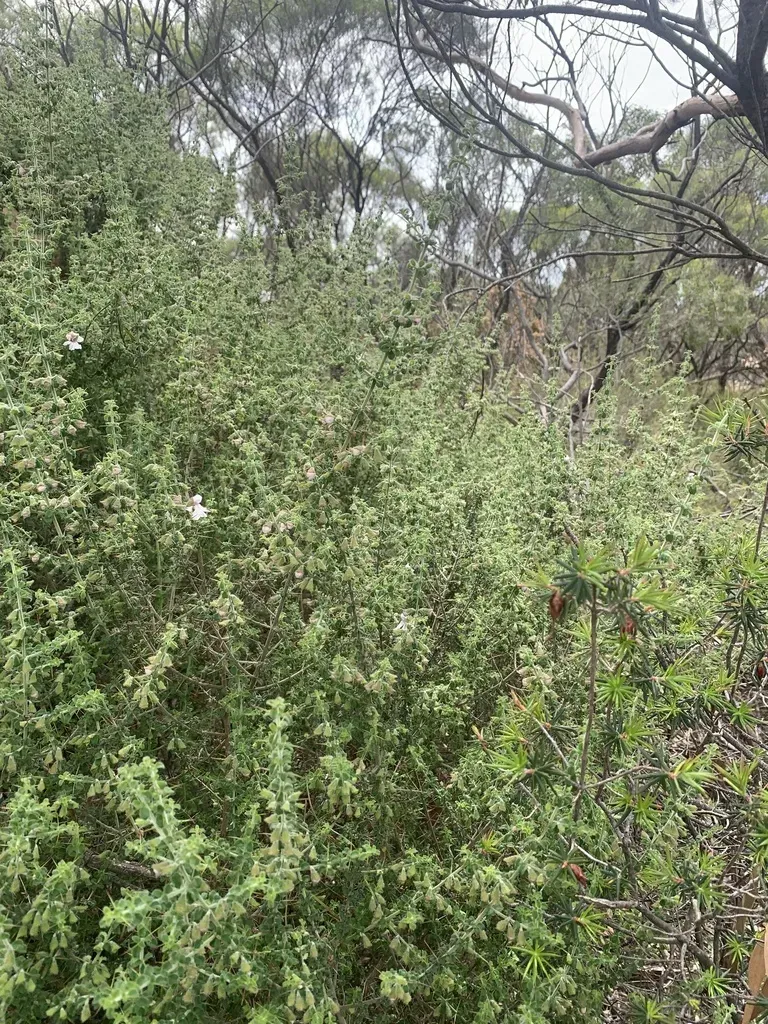 Prostanthera Arapilensis