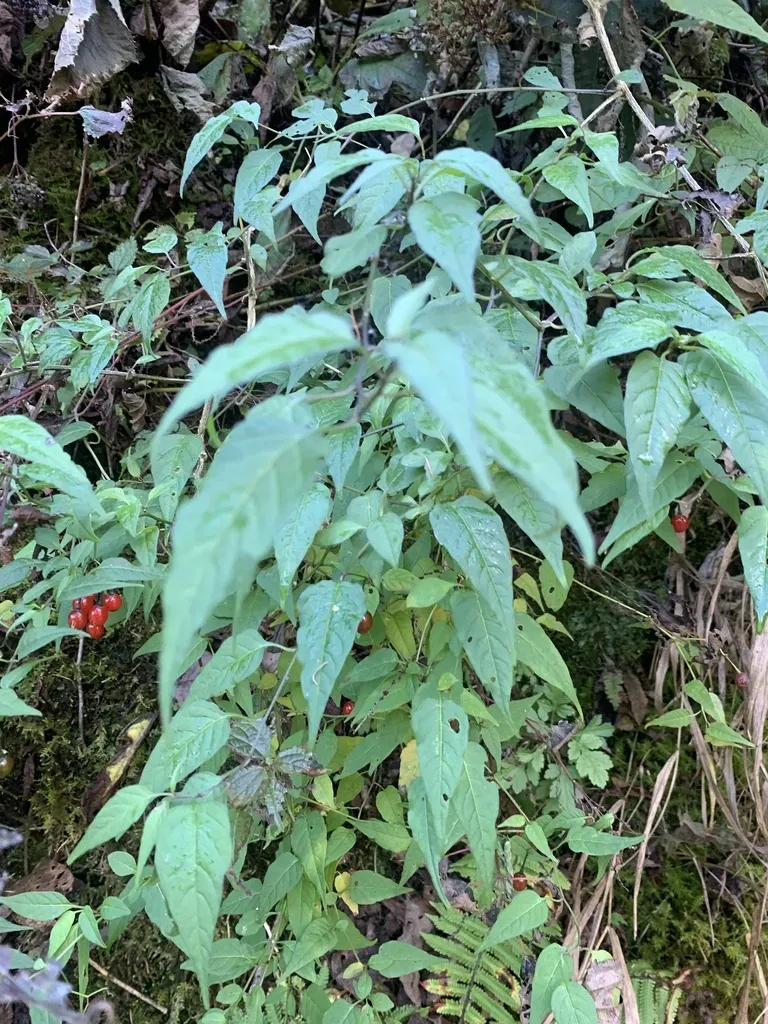 Solanum Pittosporifolium