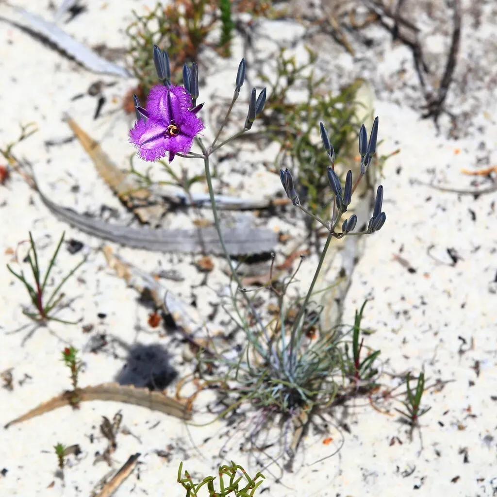 Many-flowered Fringe Lily
