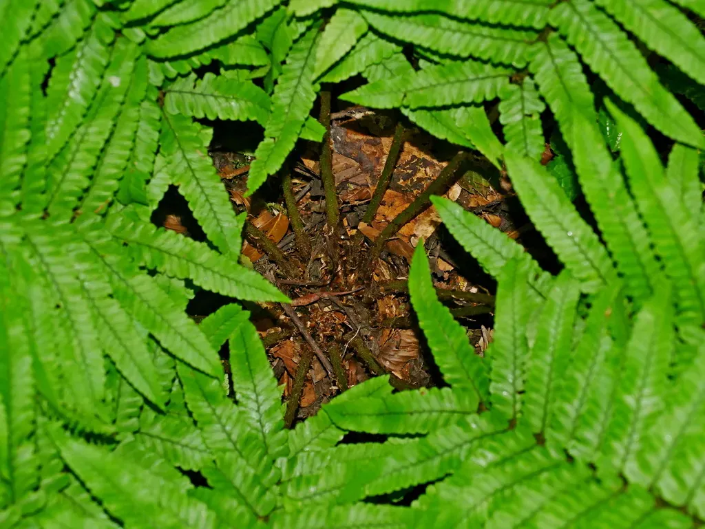 Dryopteris Dickinsii