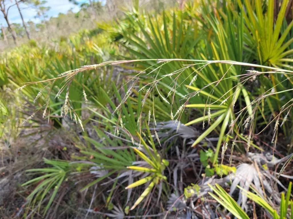 Shortspike Bluestem