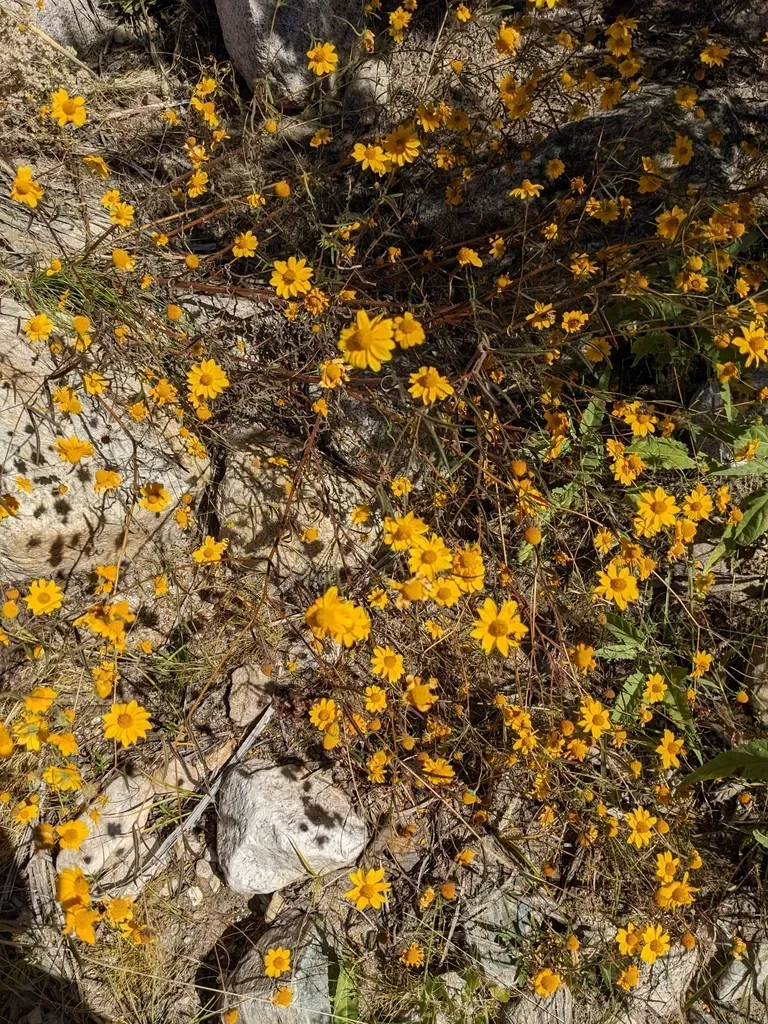 Longleaf False Goldeneye