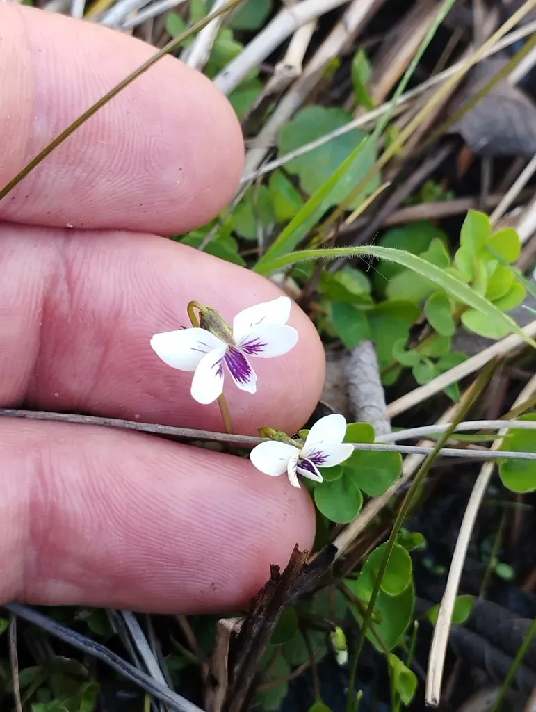 Lyall's Native Violet