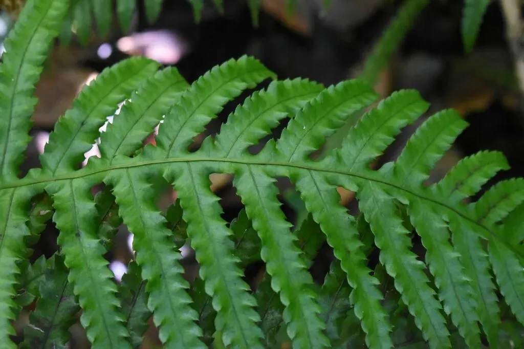 Pteridoblechnum Neglectum