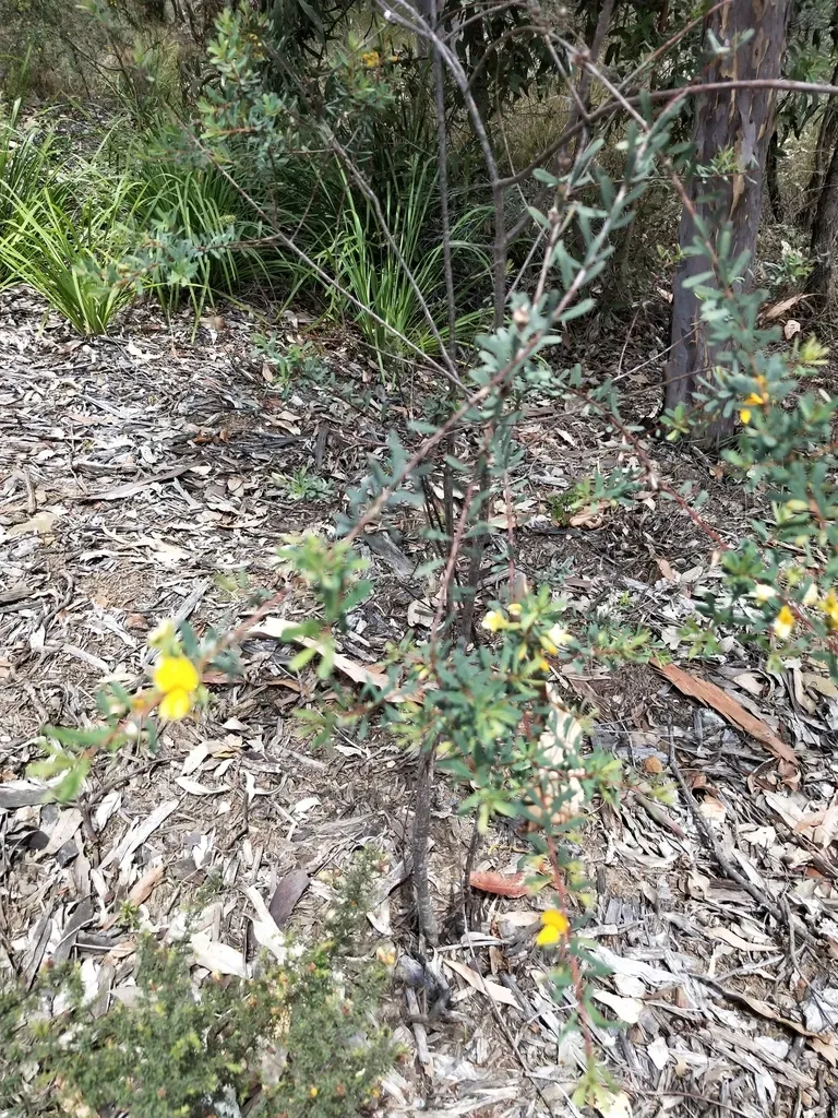 Orange Pultenaea