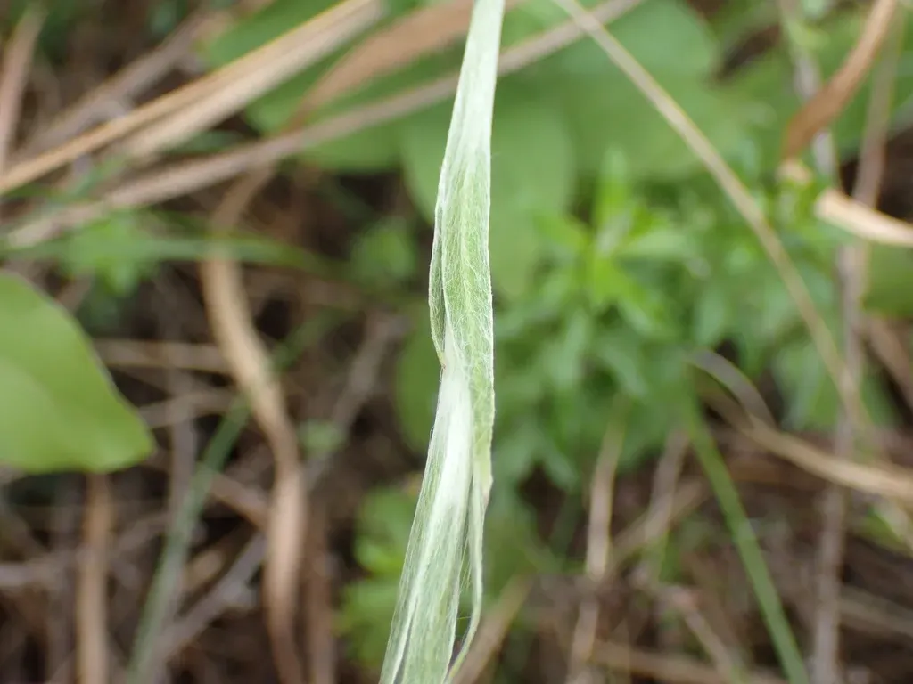 Helichrysum Longifolium