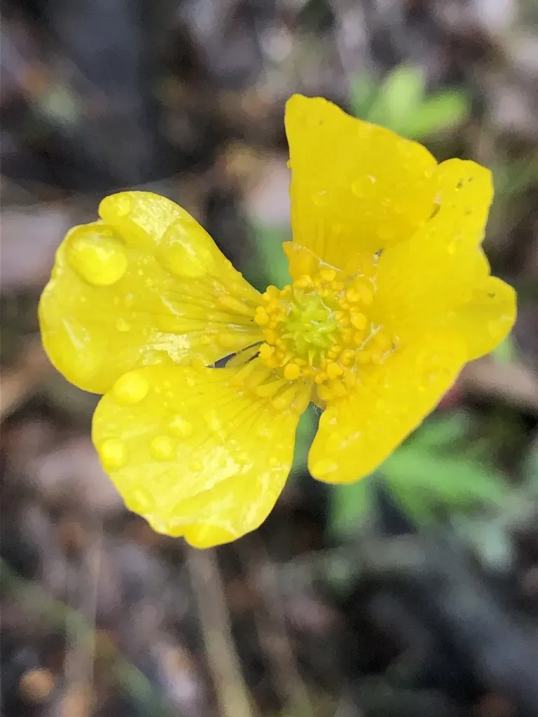 Ranunculus Colonorum