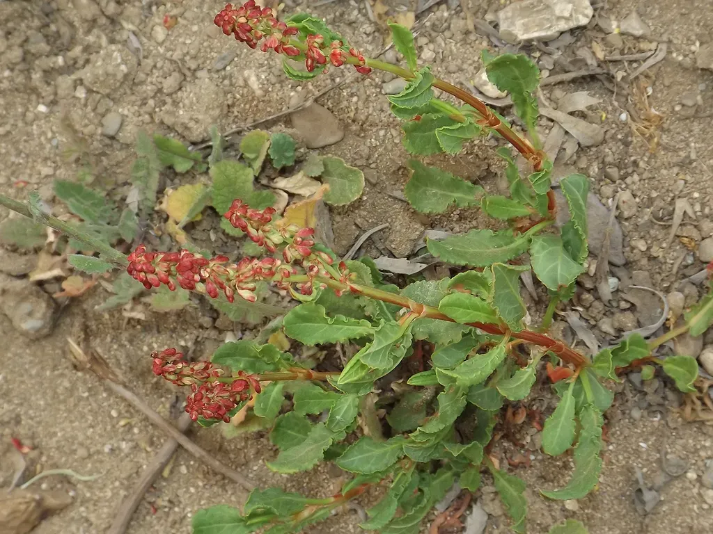 Rumex Maricola