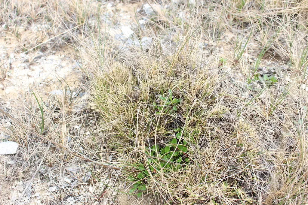 Rytidosperma Exiguum