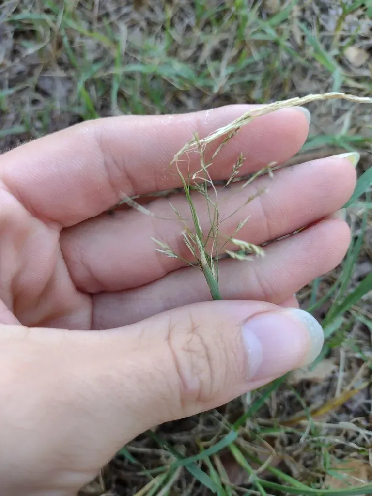 Eragrostis Tenuifolia