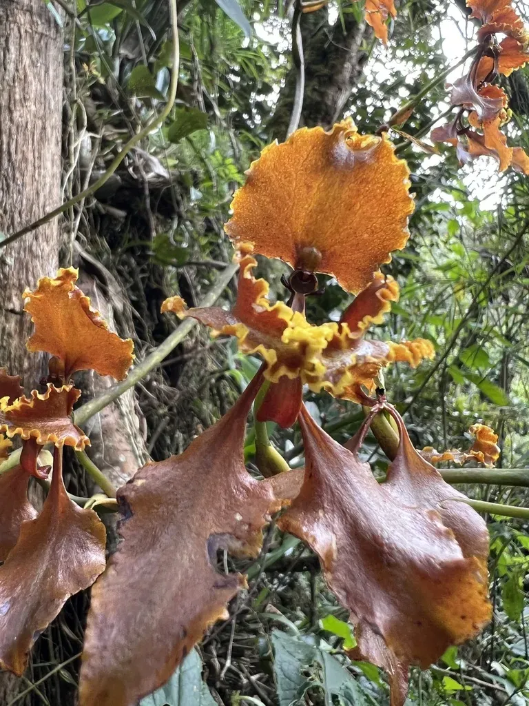 Cyrtochilum Serratum