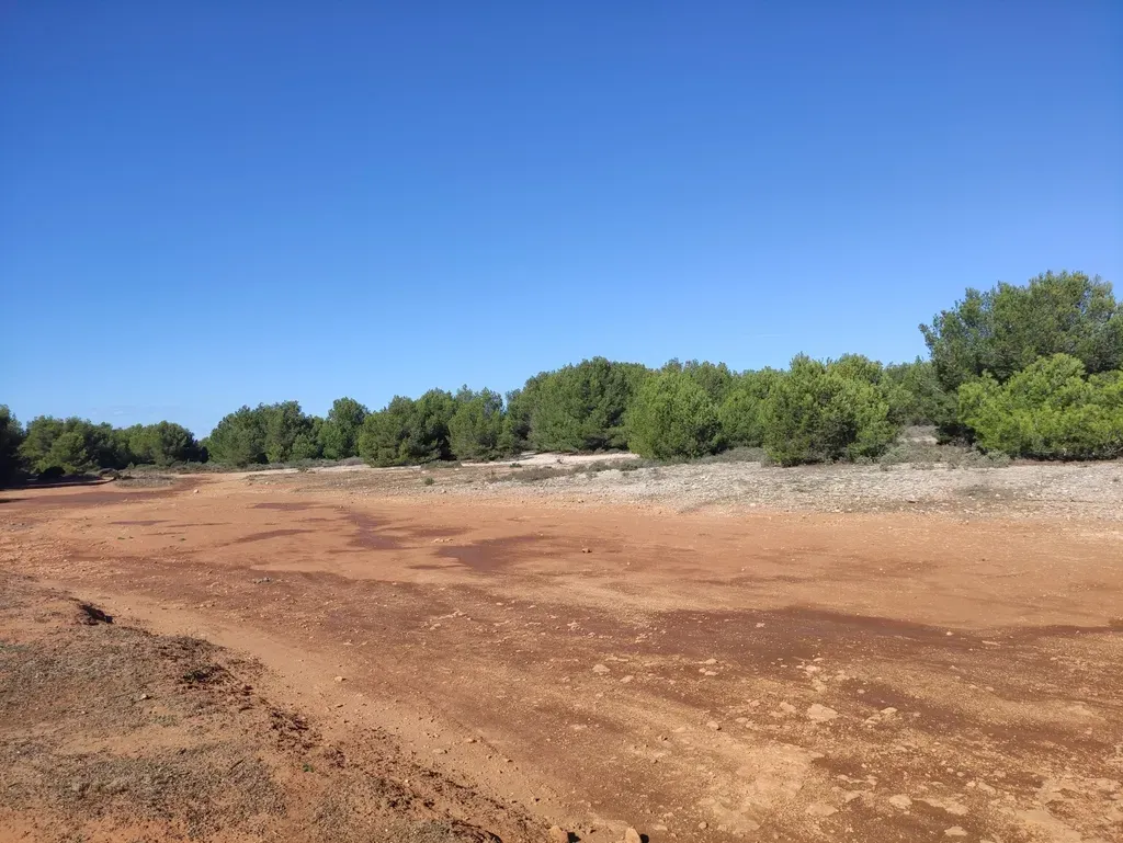 Colchicum Filifolium