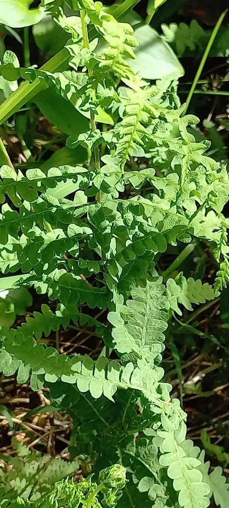 Marsh Fern