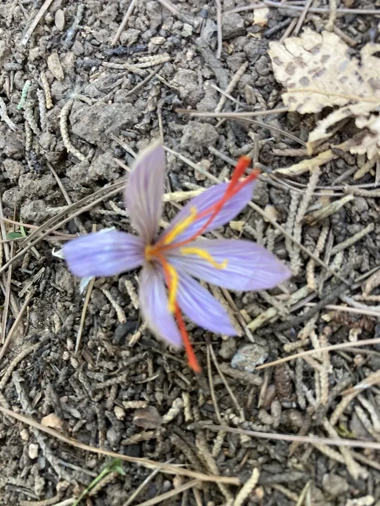 Wild Saffron