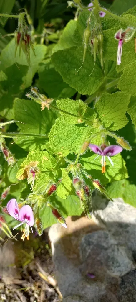 Butterfly Pelargonium