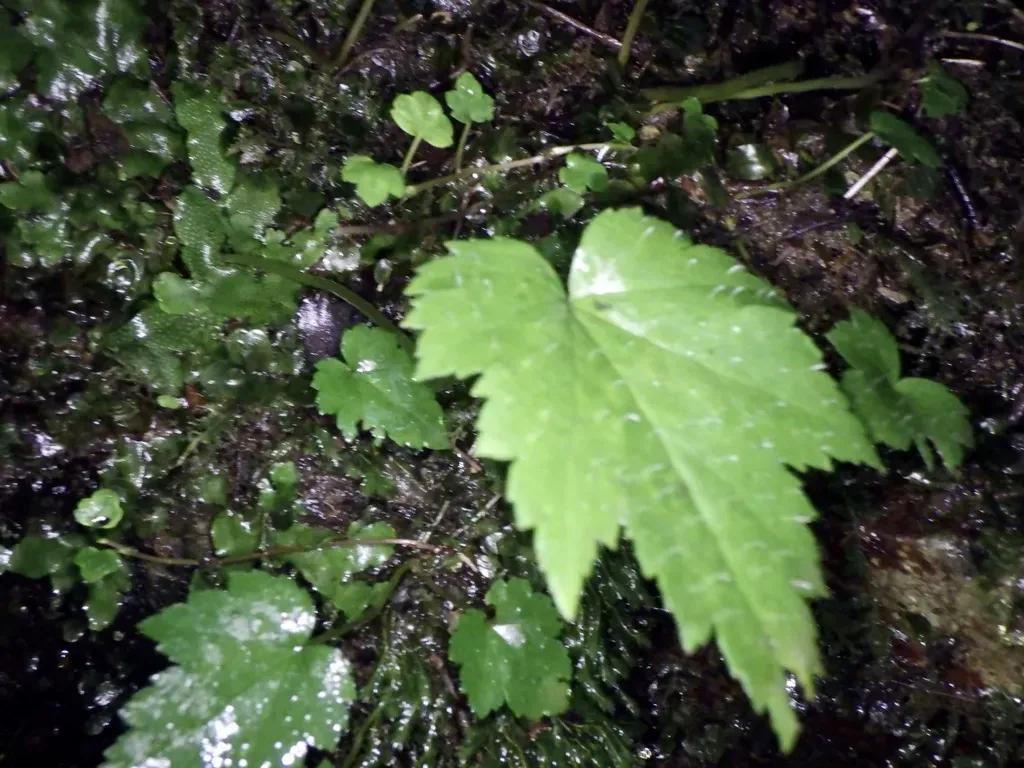 Asimitellaria Acerina