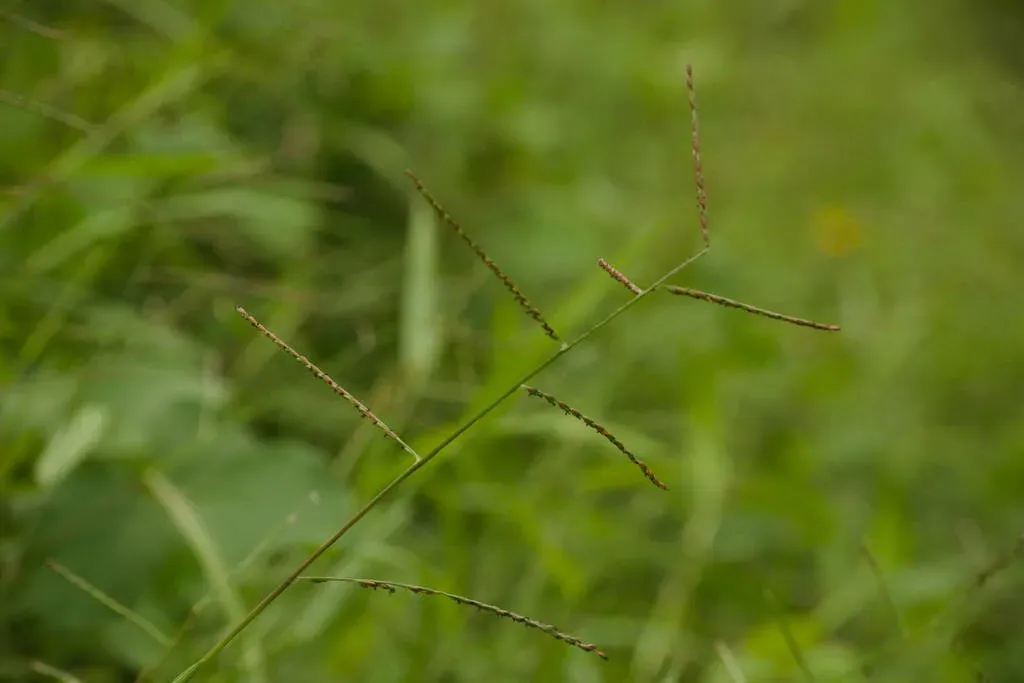 Urochloa Arrecta
