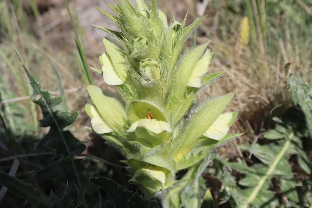 Acanthus Hirsutus