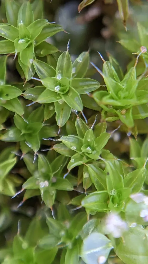 Syntrichia Calcicola