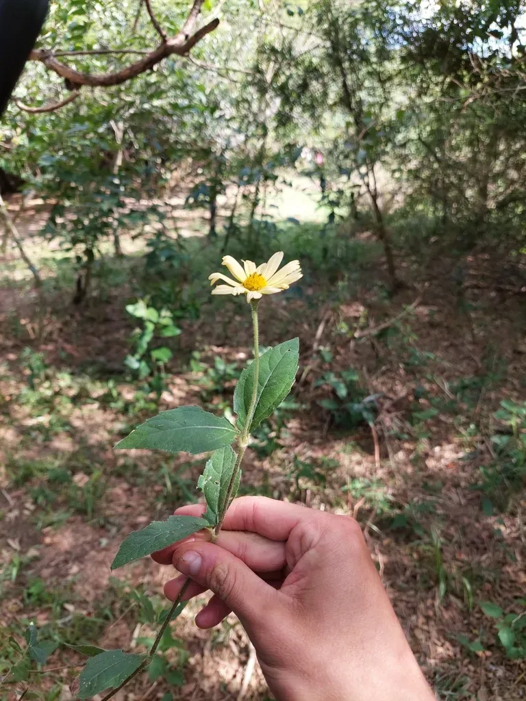 Sphagneticola Brachycarpa