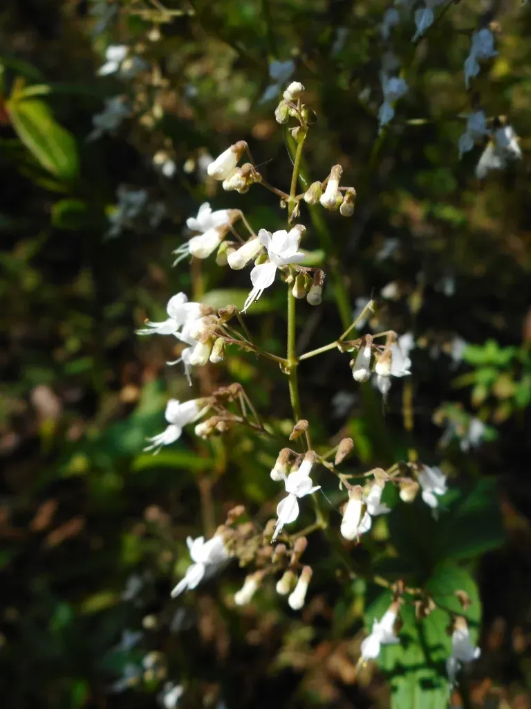 Isodon Lophanthoides