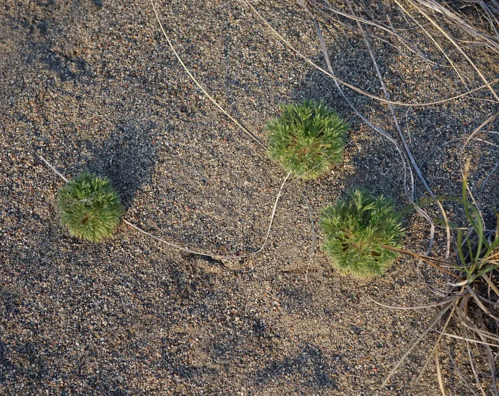 Nuttall's Groundrose