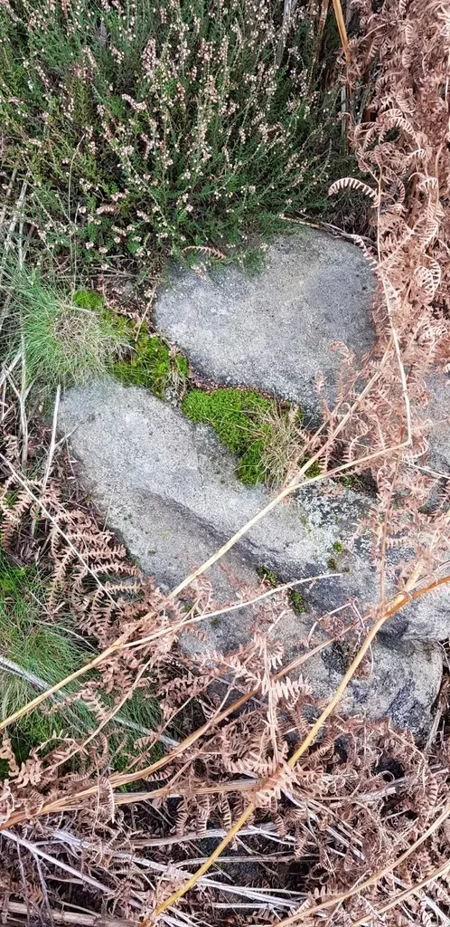 Bent-leaved Beard-moss