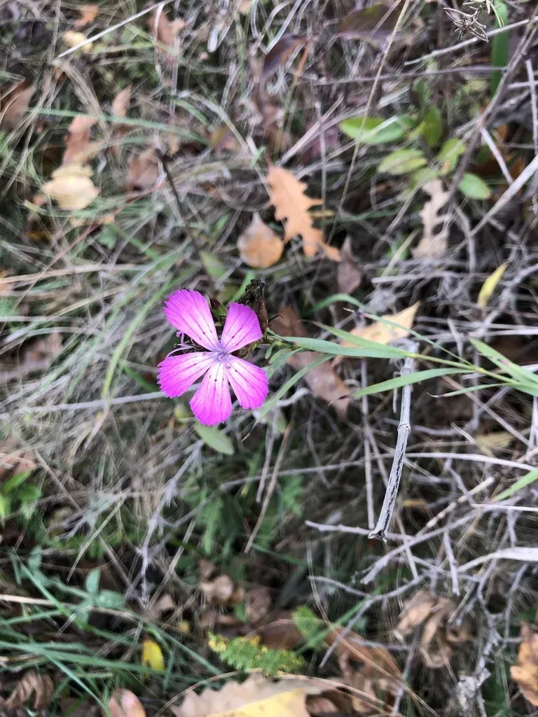 Dianthus Collinus