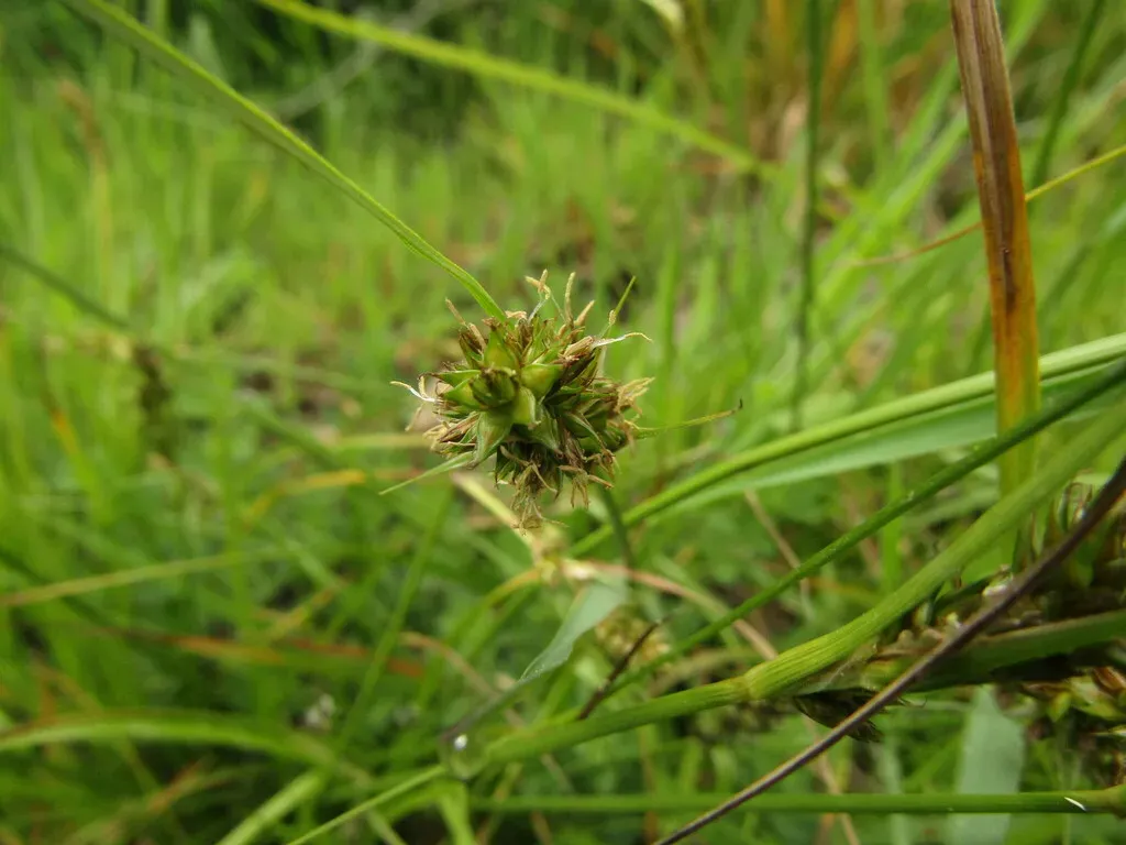 Carex Bracteosa