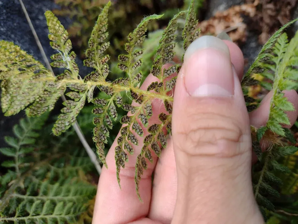 Haleakala Holly Fern
