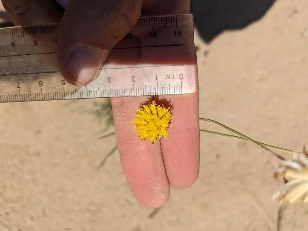 Hopi Tea Greenthread