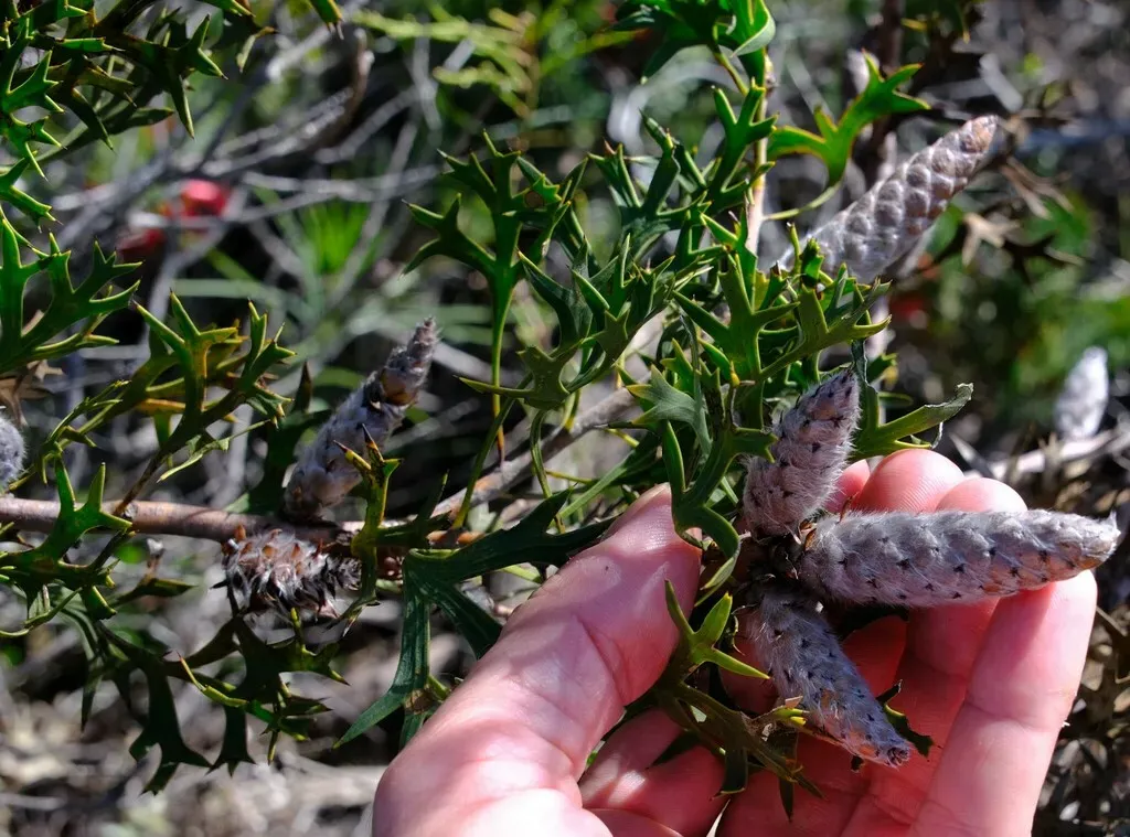 Petrophile Macrostachya