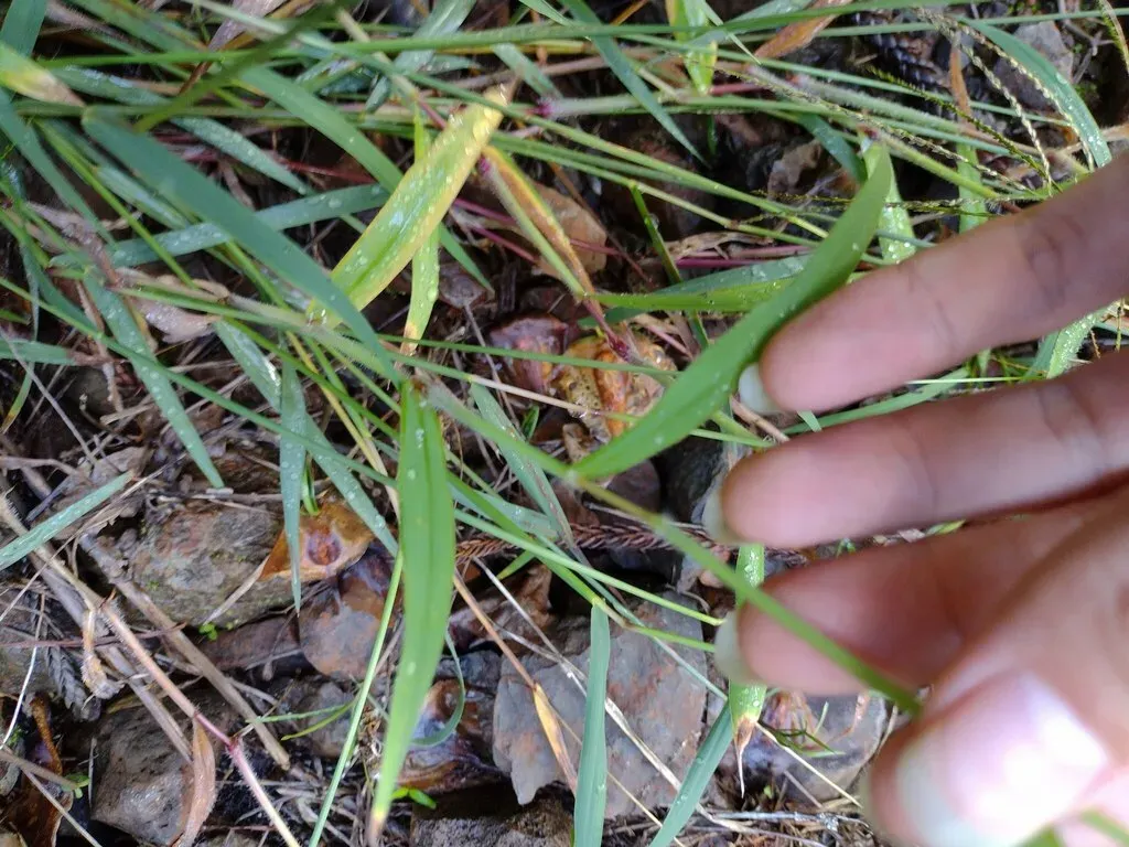 Abyssinian Finger Grass